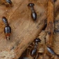 Wood Destroying Insects and Pests inspection